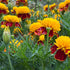 Close-up of marigold flowers with yellow and red petals in a garden setting.
