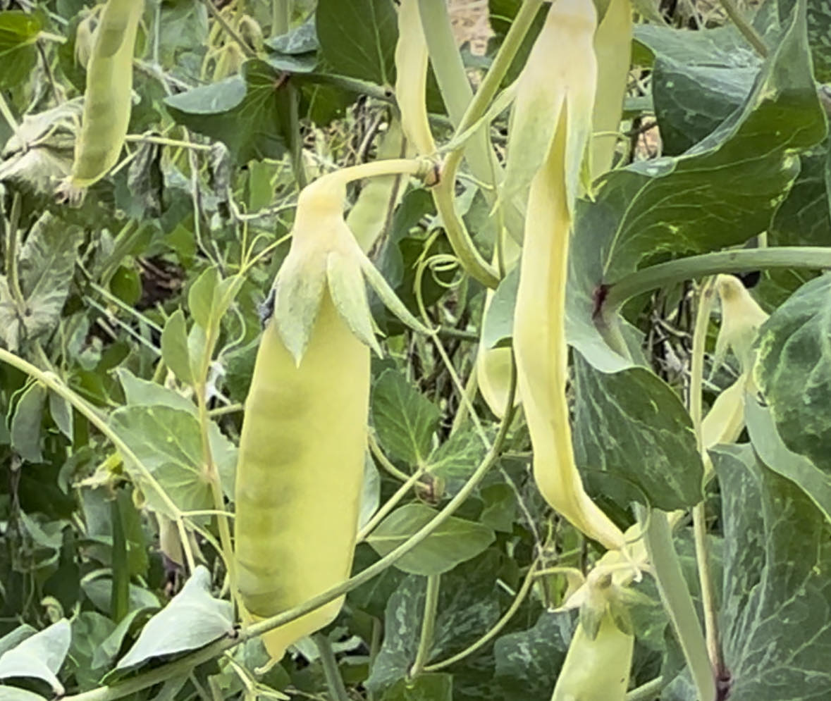 Golden Sweet Snow Pea