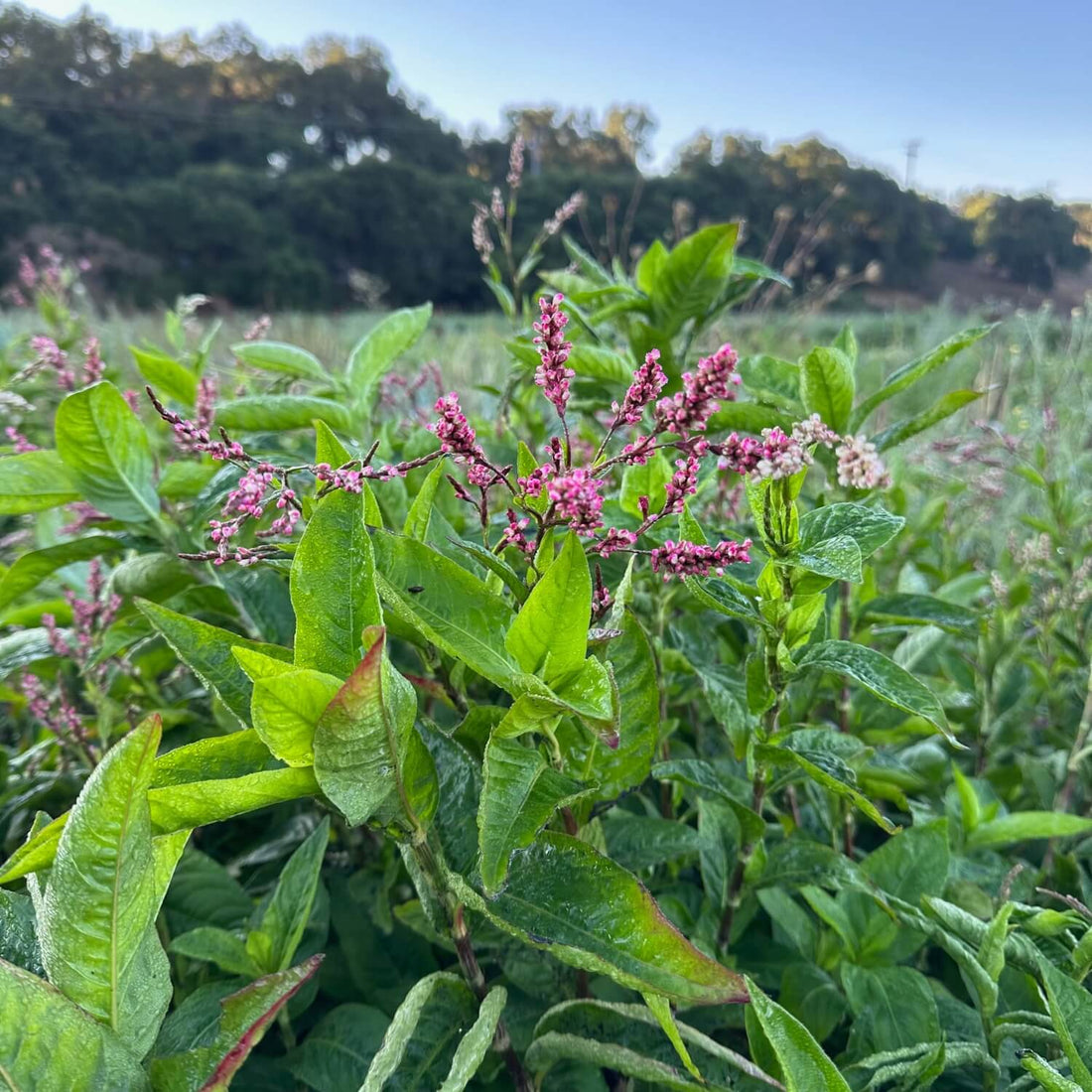 Close-up of Japanese indigo with pink flowers in a field