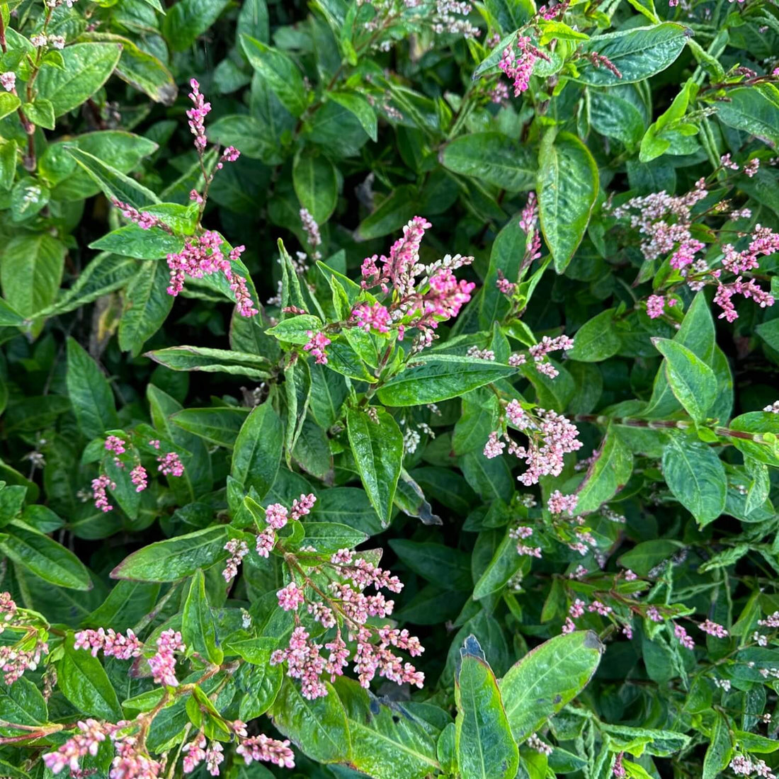 Close-up of Japanese indigo with pink flowers with green leaves in the background