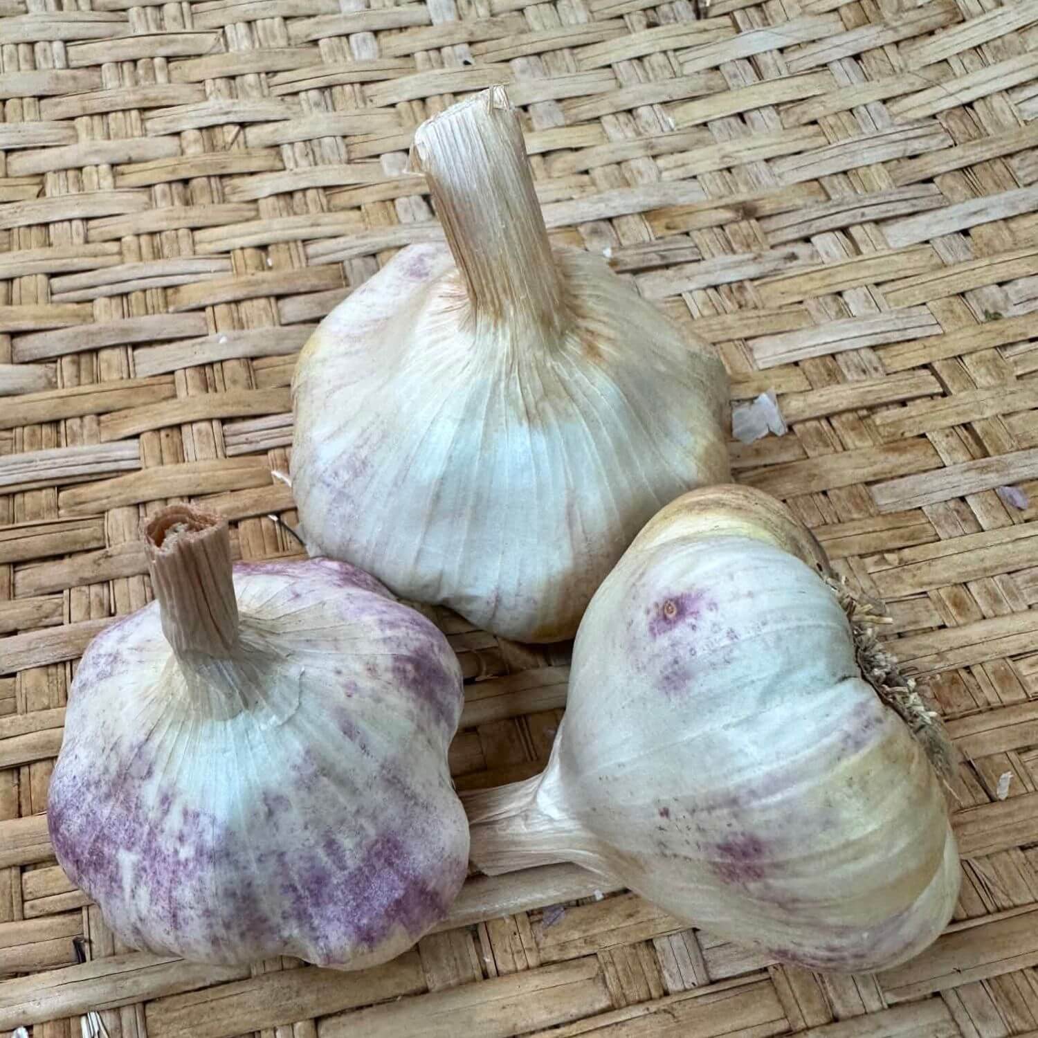 Lorz Italian Softneck Garlic