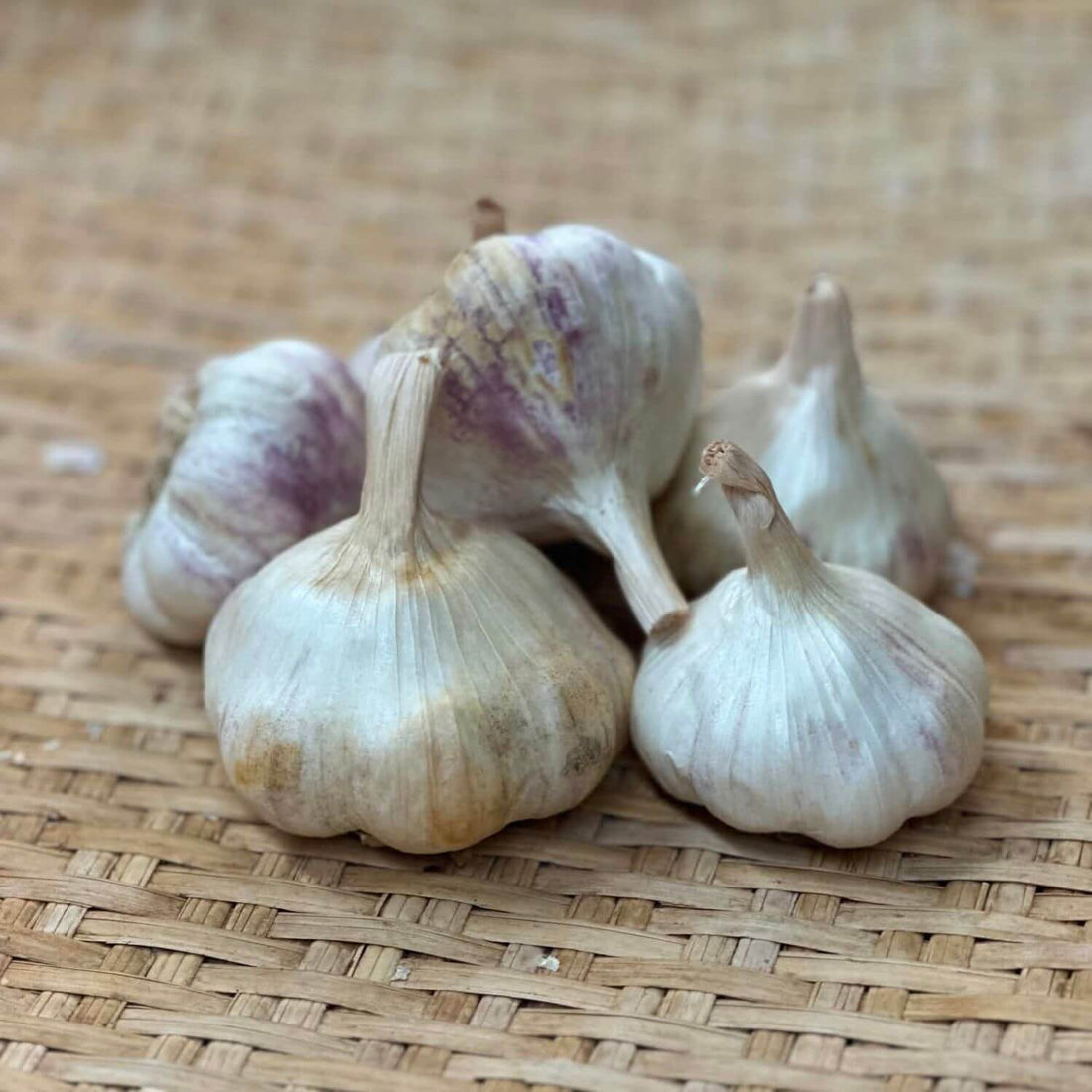 Lorz Italian Softneck Garlic