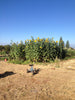 Russian Mammoth Sunflower