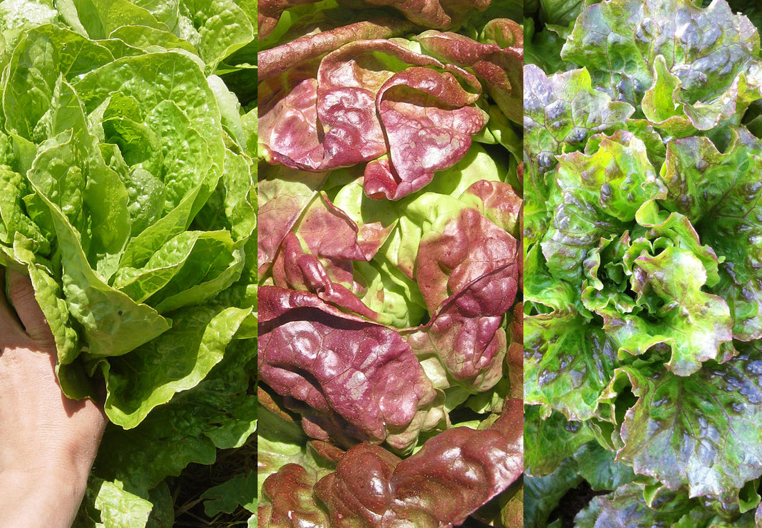 3 Lettuce Mix
