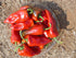 Ancho/Poblano Pepper