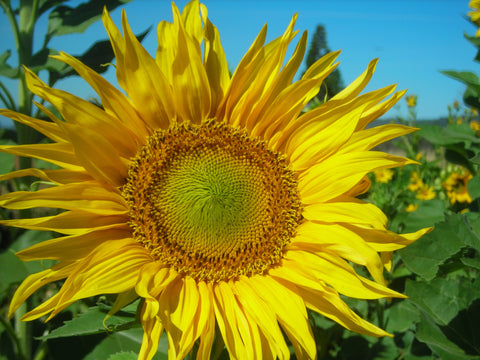 Sunflower, Tarahumara