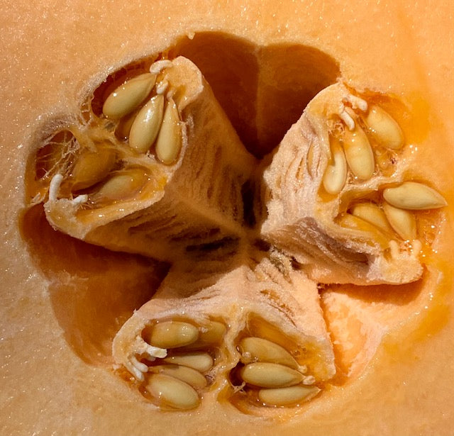 Huerfano Bliss Melon