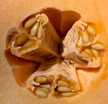 Huerfano Bliss Melon