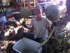 Russian Mammoth Sunflower