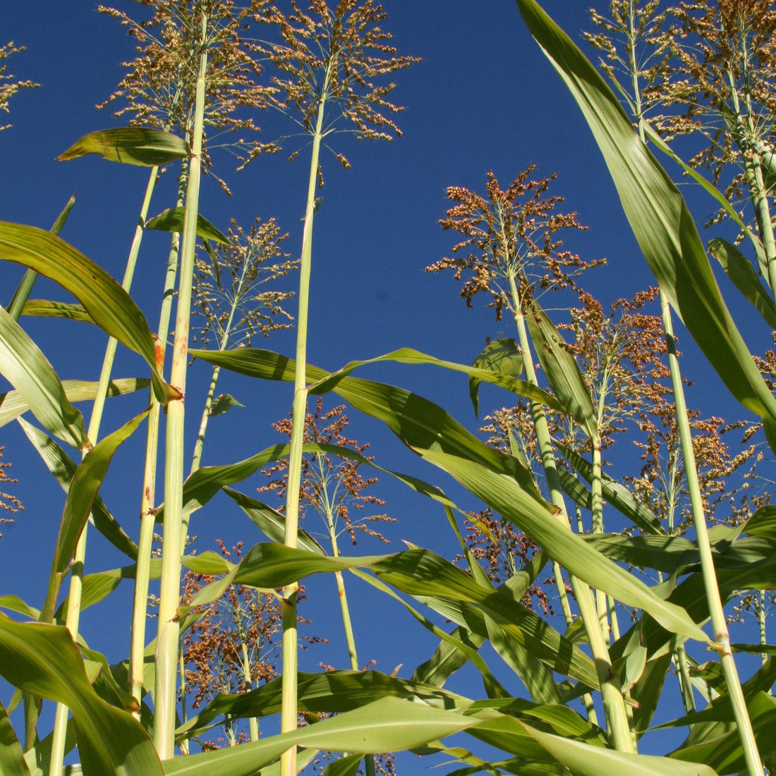 Apache Red Sugarcane, Sorghum