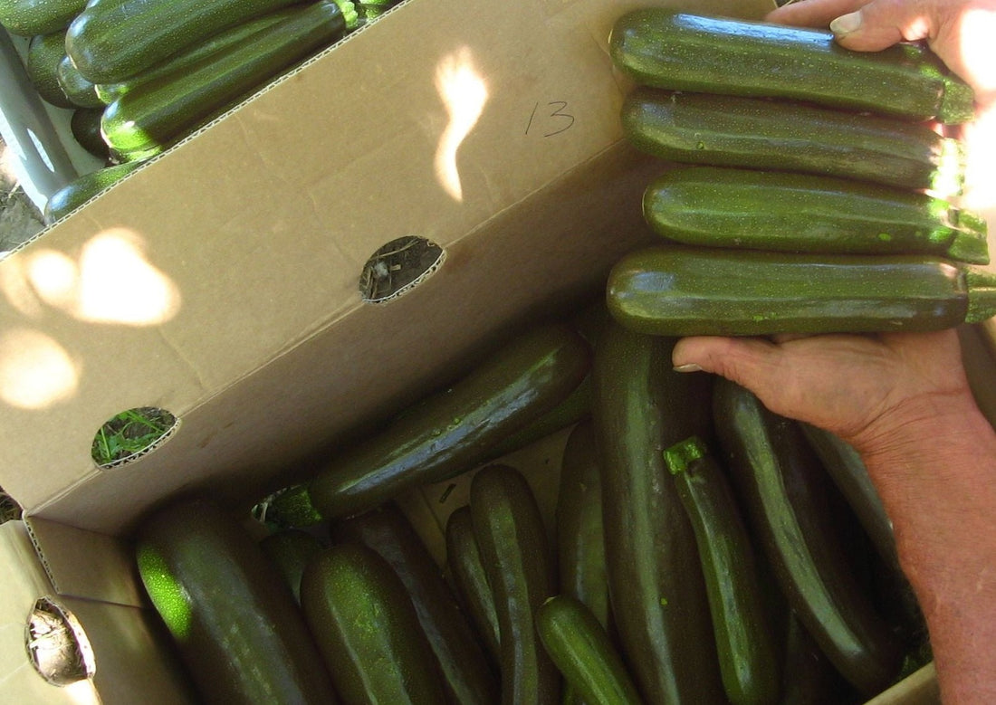 Dark Star Zucchini
