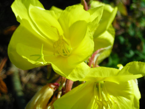 Evening Primrose