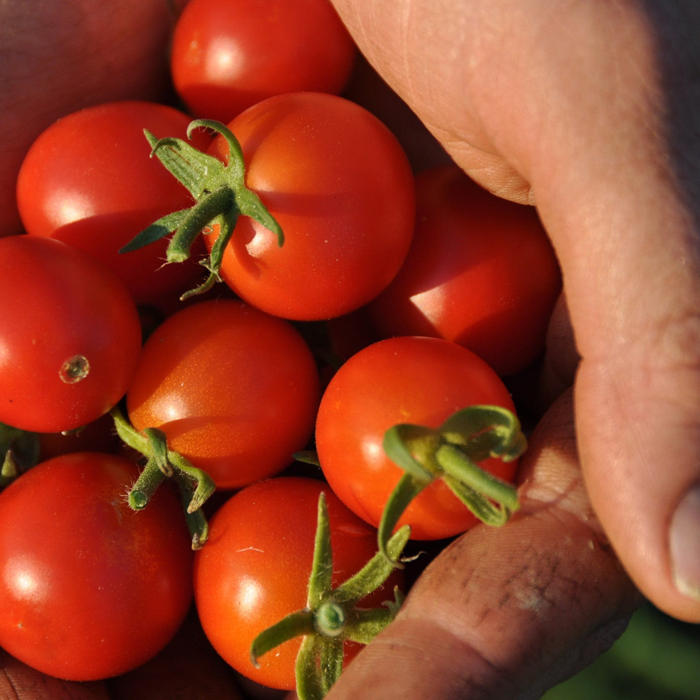 Peacevine Cherry Tomato