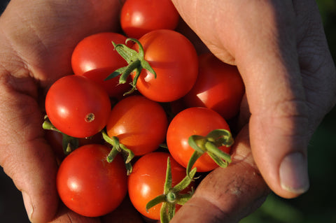 Peacevine Cherry Tomato