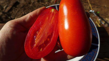 Milano Plum Paste Tomato
