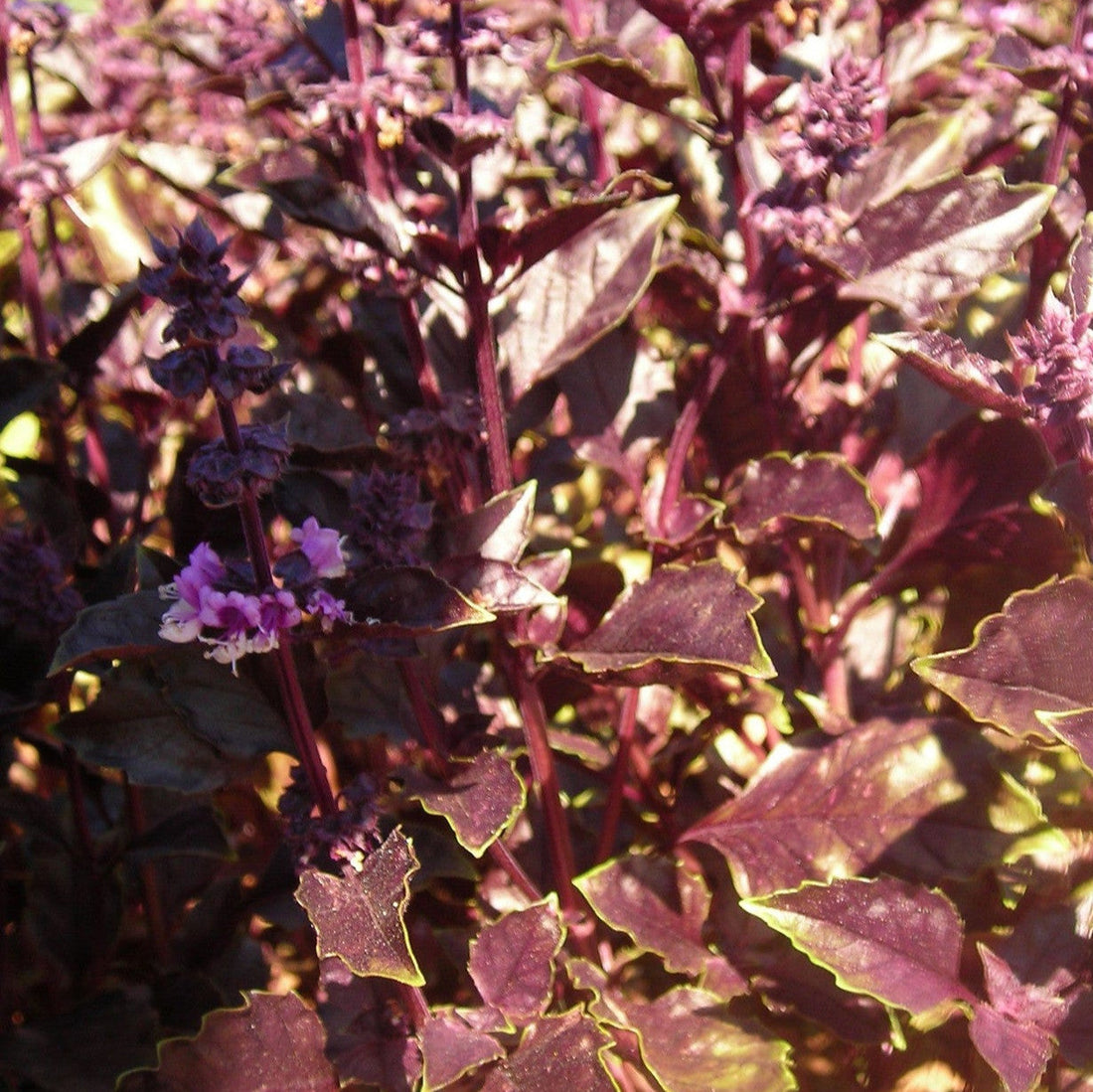 Opal Purple Basil
