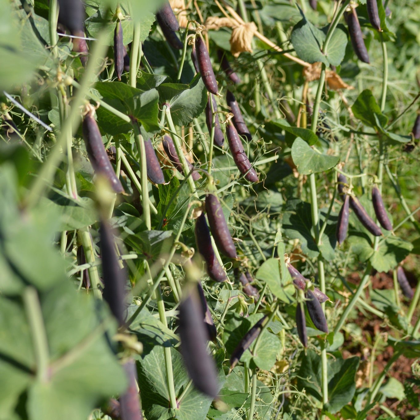 Sugar Magnolia Purple Snap Pea