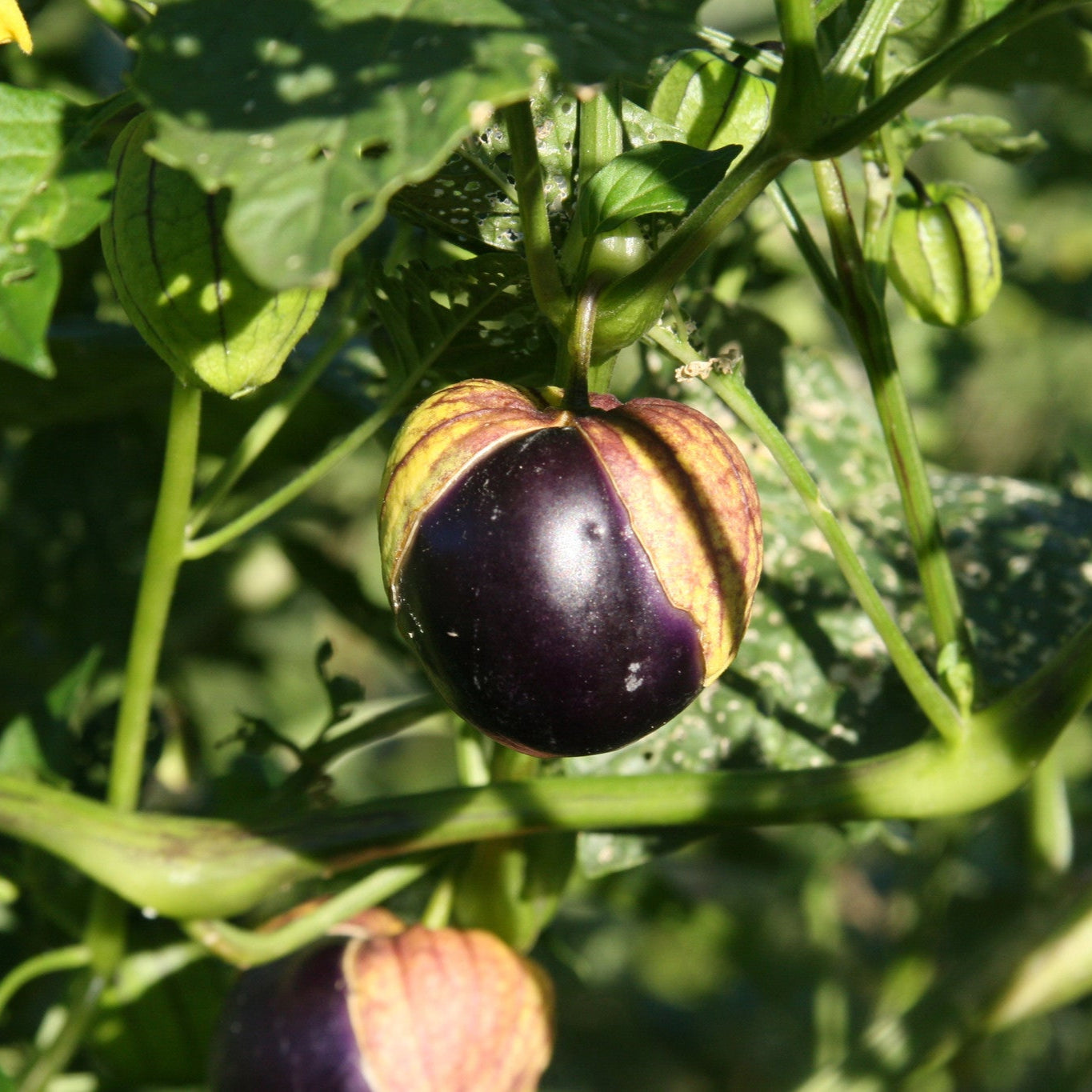 Purple De Milpa Tomatillo