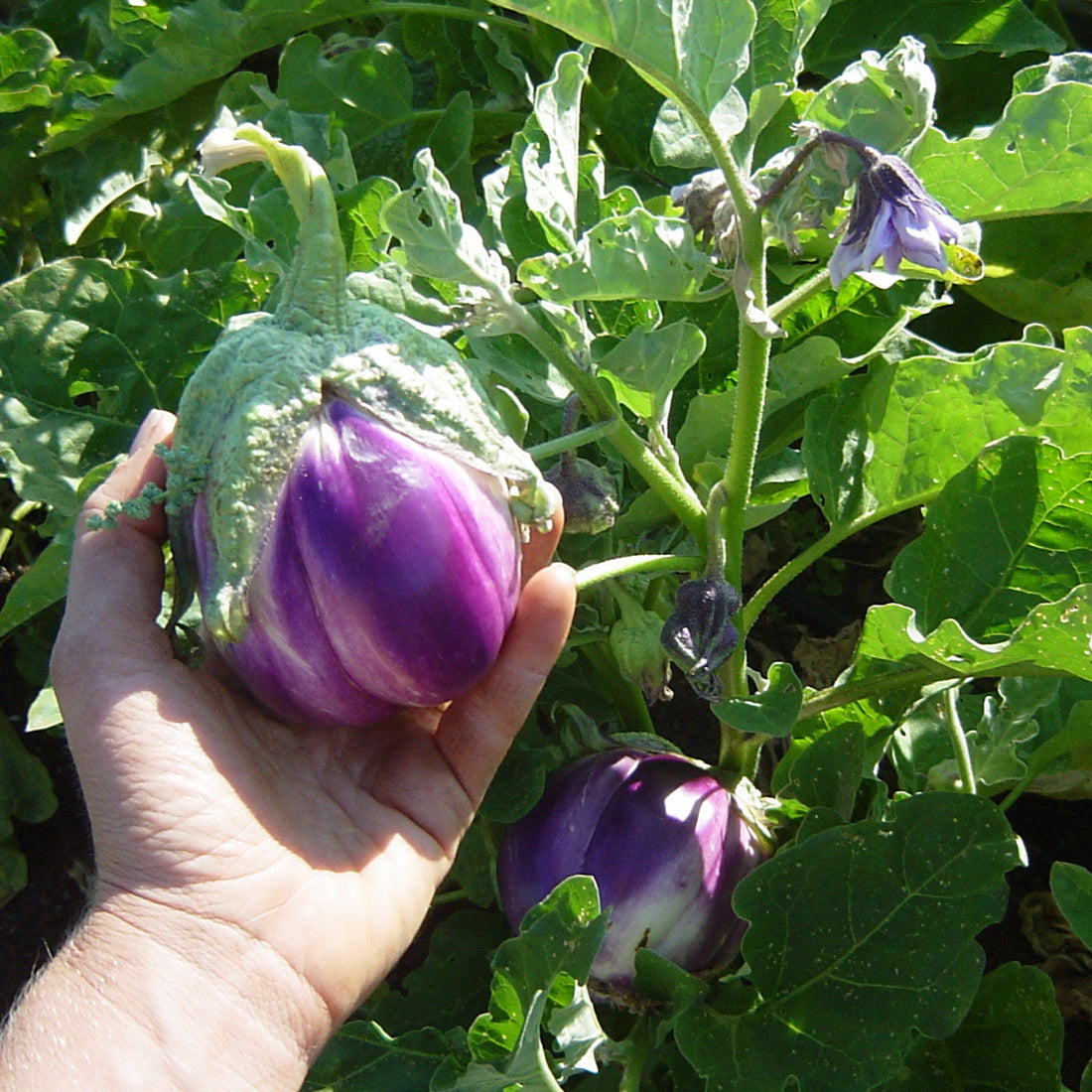 Rosa Bianca Eggplant