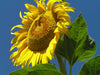 Russian Mammoth Sunflower