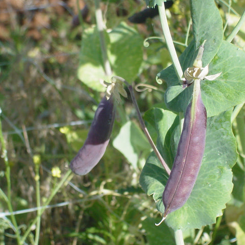 Sugar Magnolia Purple Snap Pea