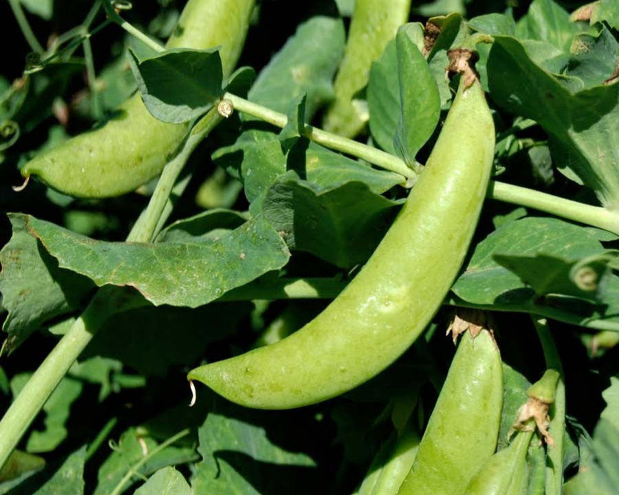 Sugar Snap Sweet Pea