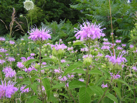 Wild Bergamot