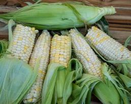 Zanadoo Sweet Corn